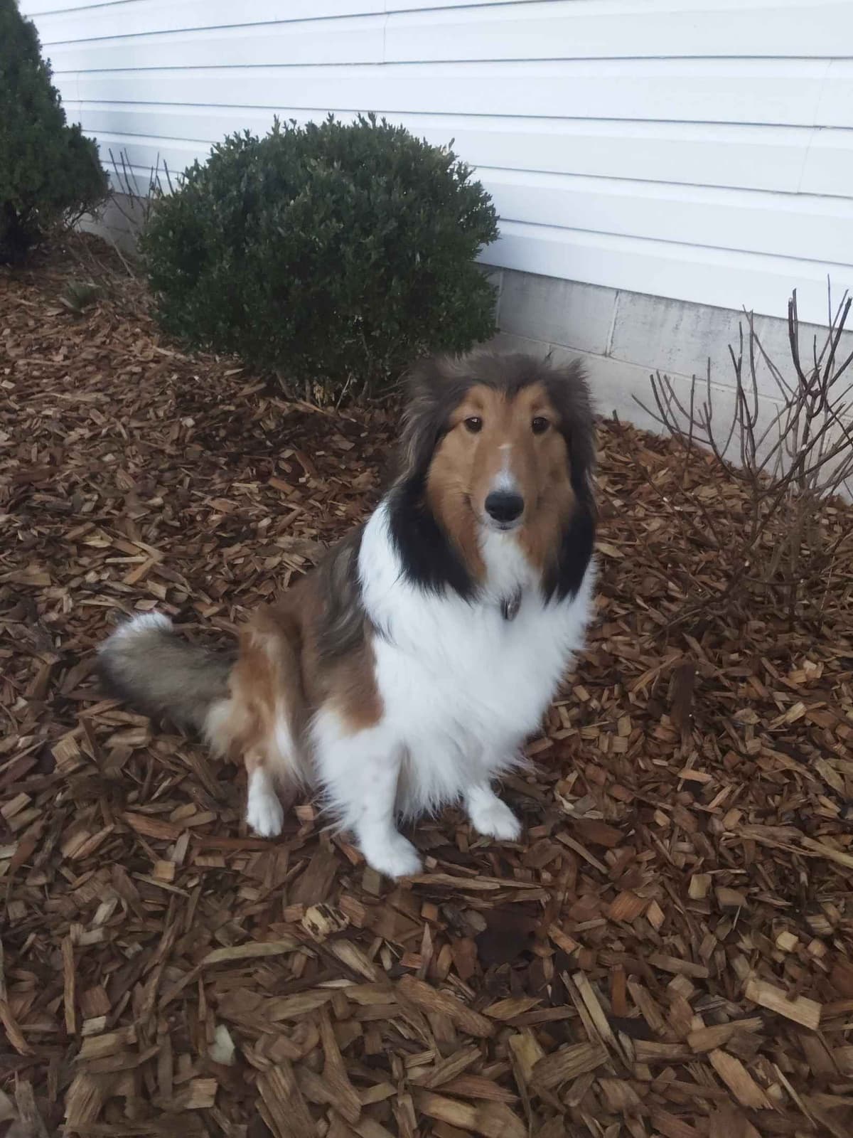 Last Sheltie of this Litter breeder image 4