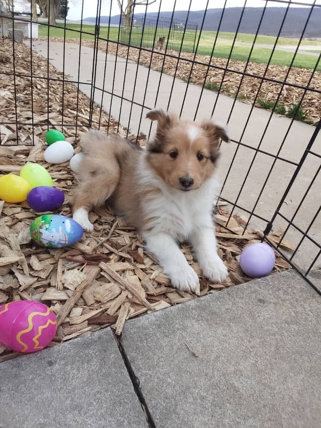 Last Sheltie of this Litter media 5