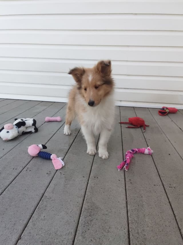 Last Sheltie of this Litter media 6