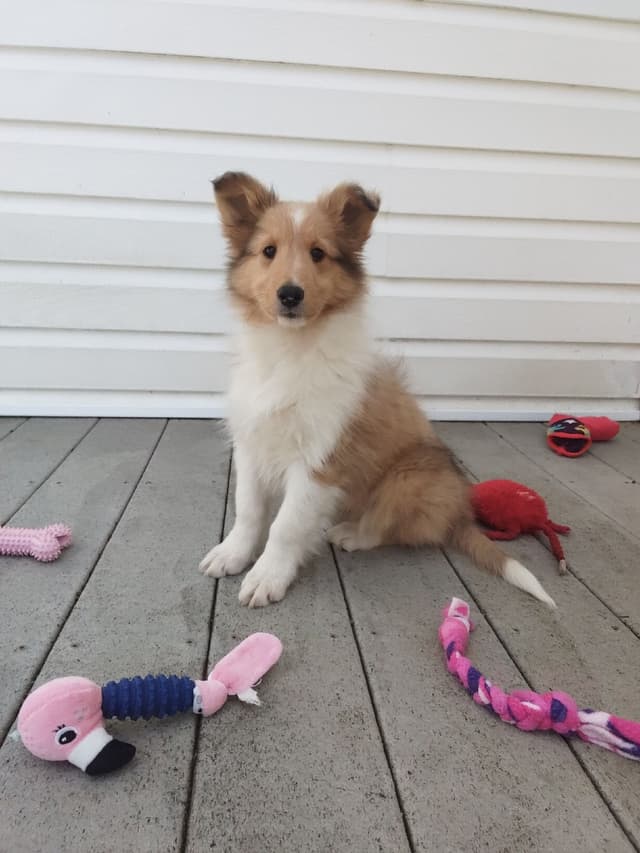 Last Sheltie of this Litter media 7