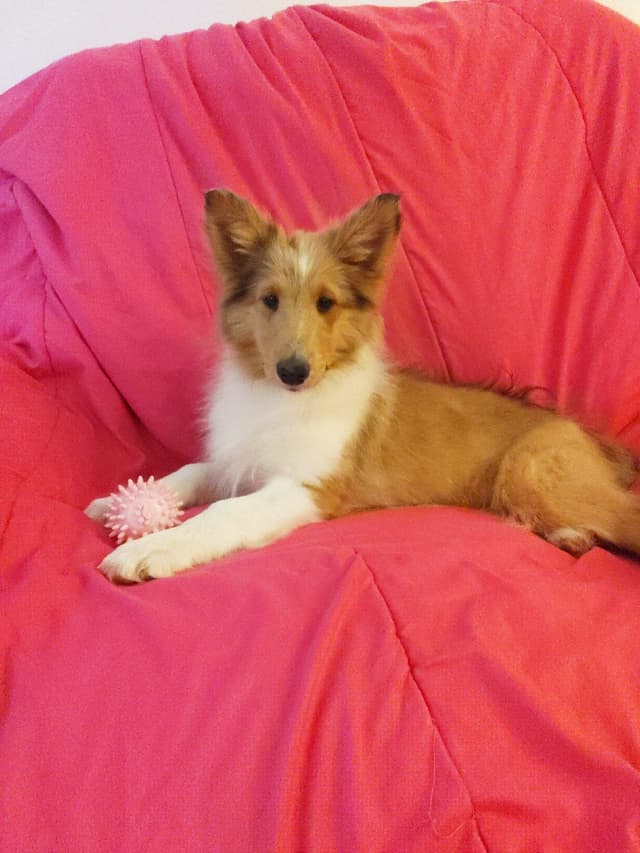 Last Sheltie of this Litter media 9