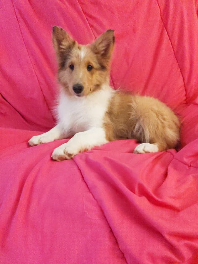 Last Sheltie of this Litter media 10