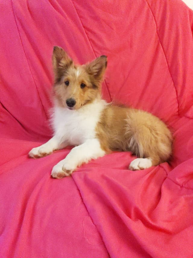Last Sheltie of this Litter media 11
