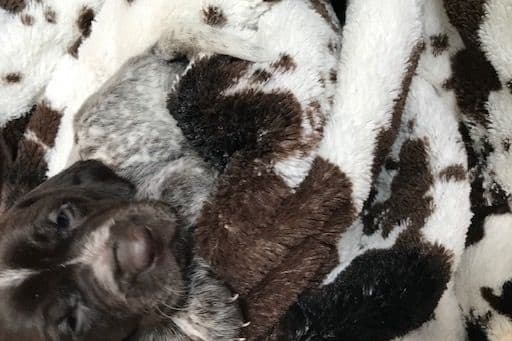 $800.00  Pointer Puppies,, ON BEAR CREEK.. 443/763/8060 breeder image 5