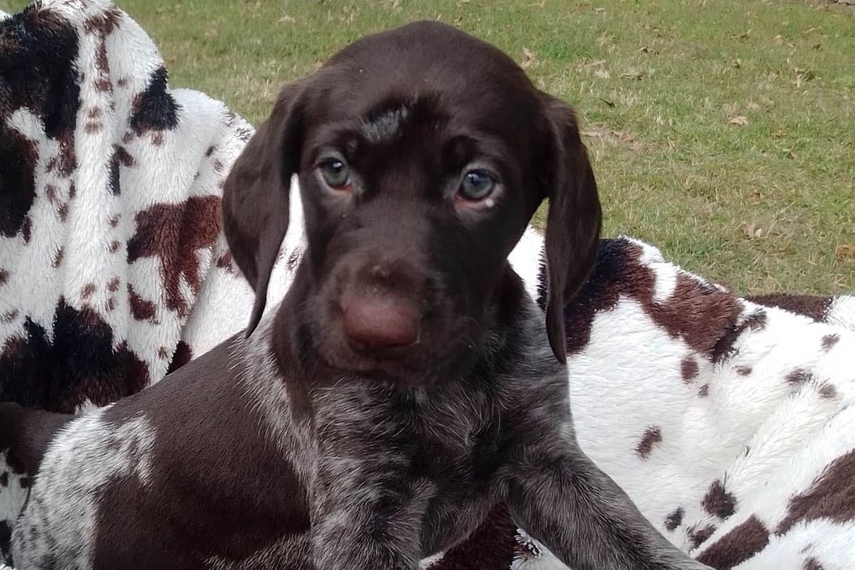 $800.00  Pointer Puppies,, ON BEAR CREEK.. 443/763/8060 breeder image 6