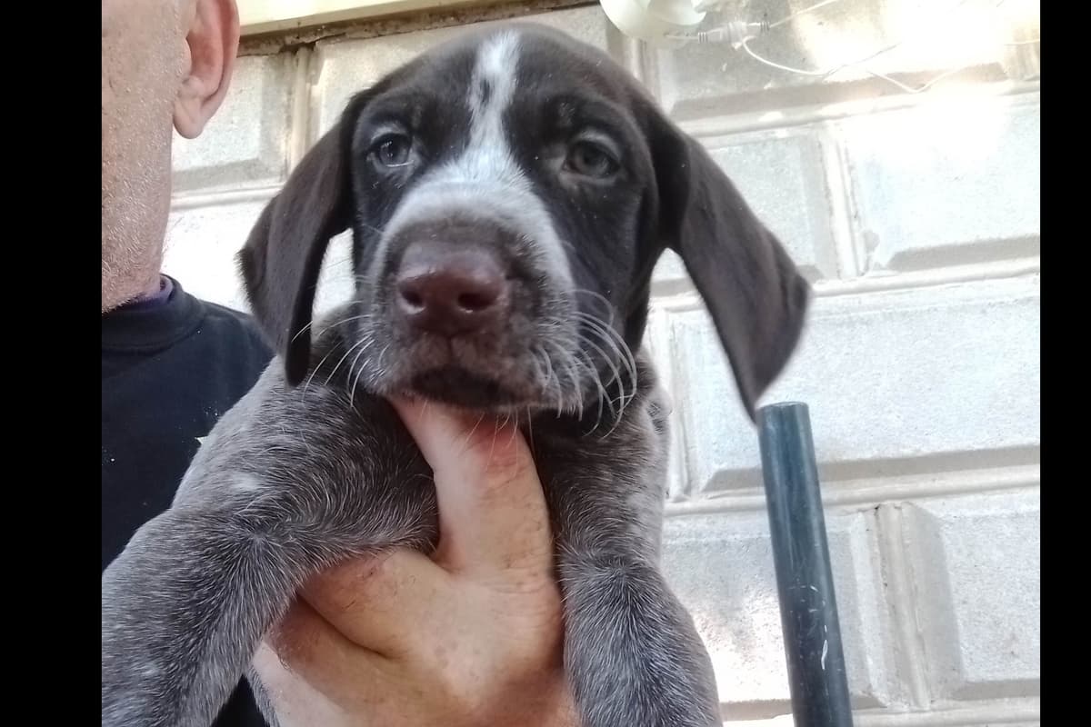 $800.00  Pointer Puppies,, ON BEAR CREEK.. 443/763/8060 breeder image 7