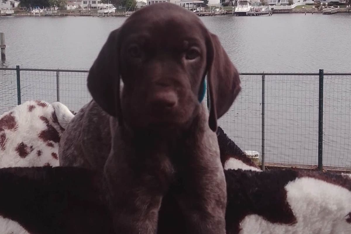 $800.00  Pointer Puppies,, ON BEAR CREEK.. 443/763/8060 breeder image 8