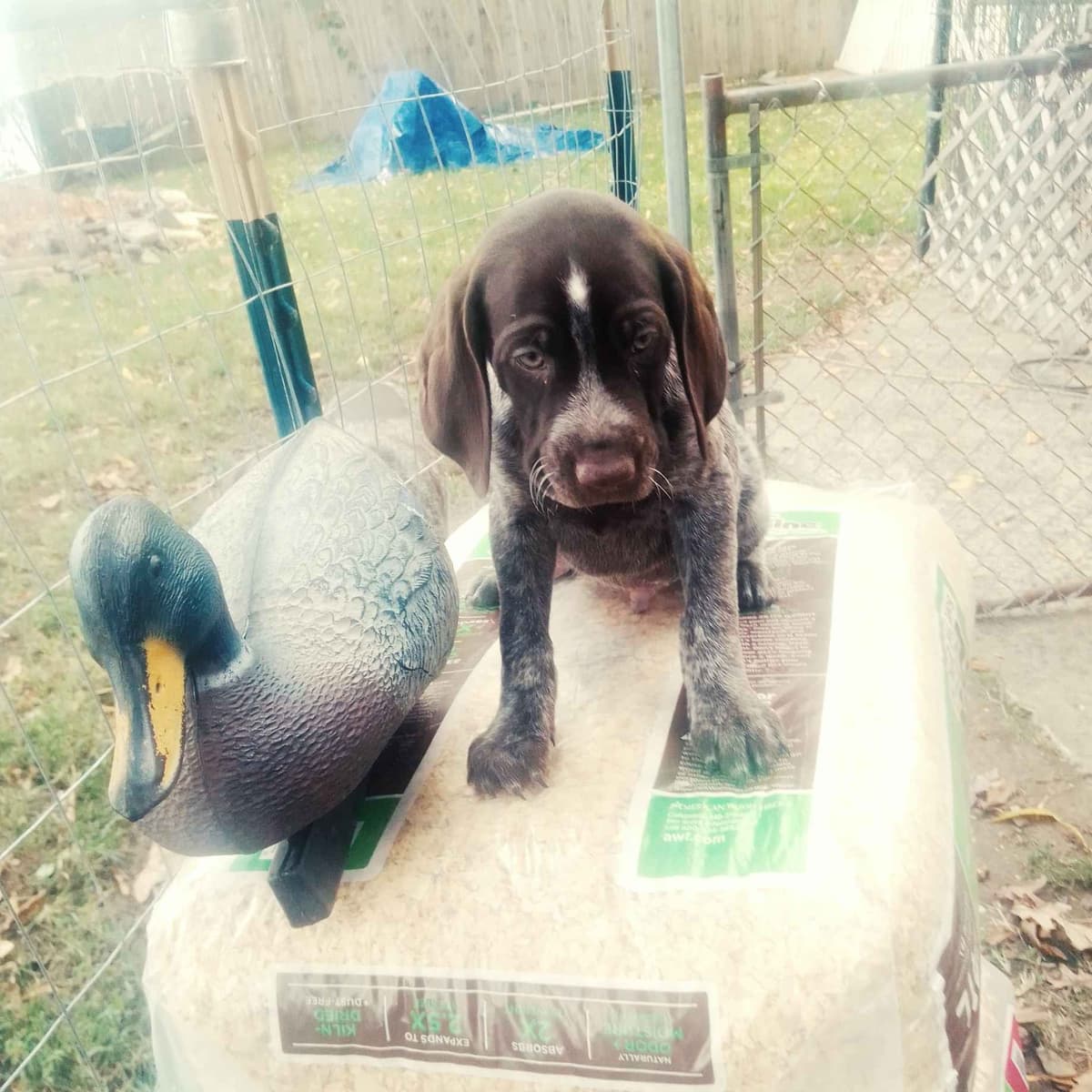 $800.00  Pointer Puppies,, ON BEAR CREEK.. 443/763/8060 breeder image 9