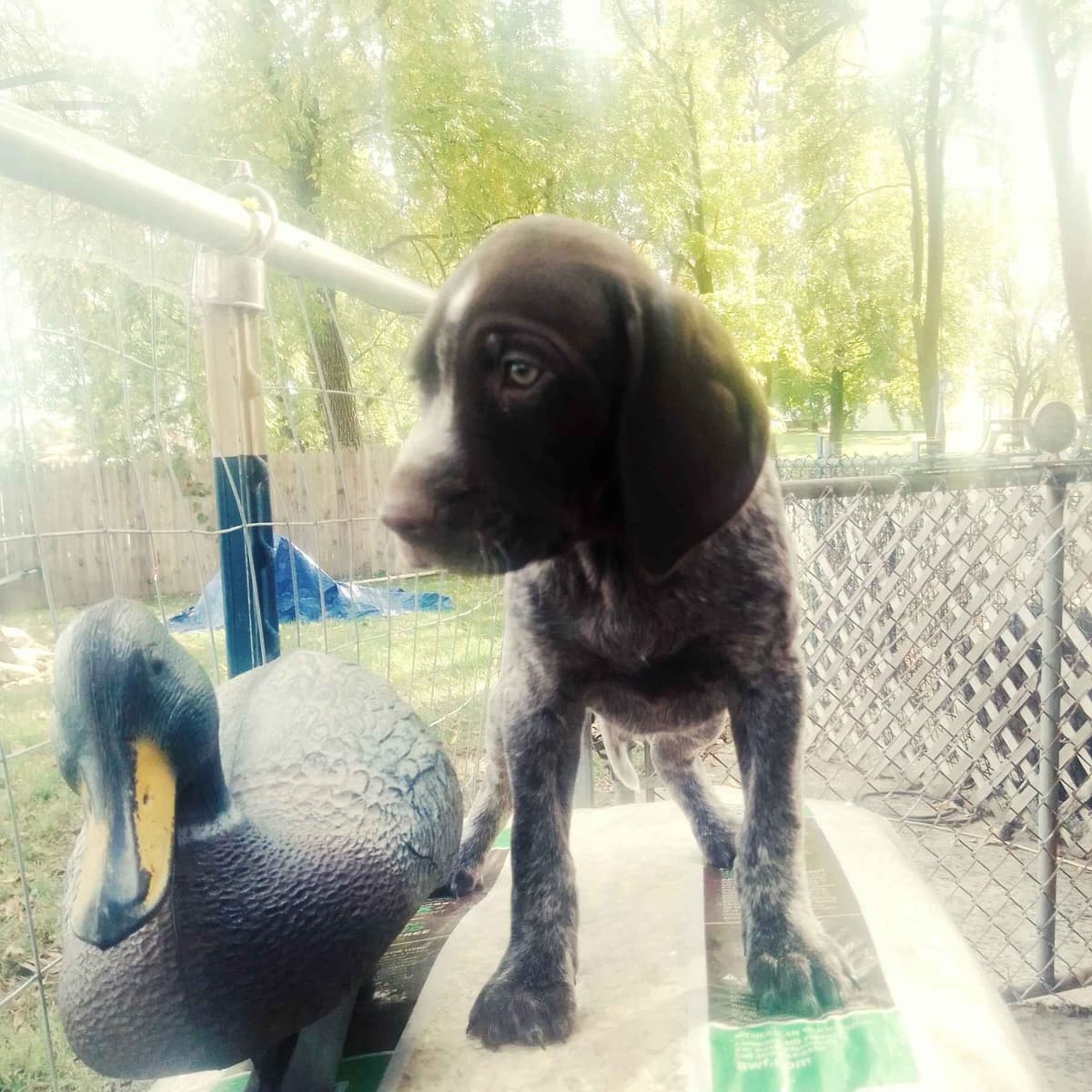 $800.00  Pointer Puppies,, ON BEAR CREEK.. 443/763/8060 breeder image 10