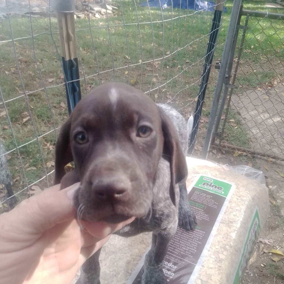 $800.00  Pointer Puppies,, ON BEAR CREEK.. 443/763/8060 breeder image 12