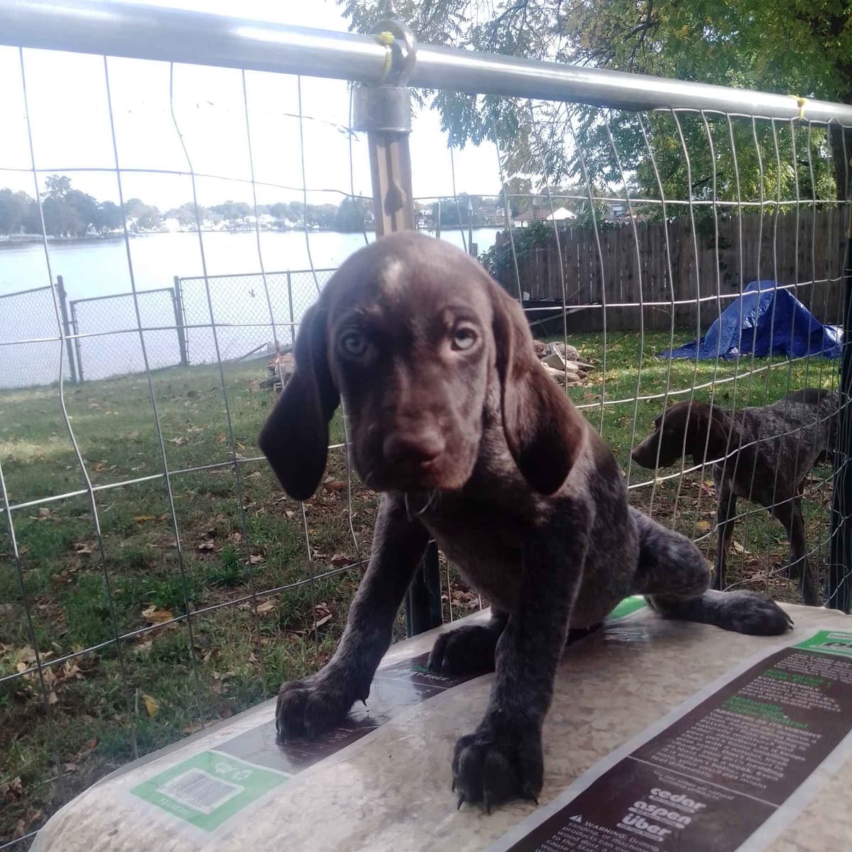 $800.00  Pointer Puppies,, ON BEAR CREEK.. 443/763/8060 breeder image 14