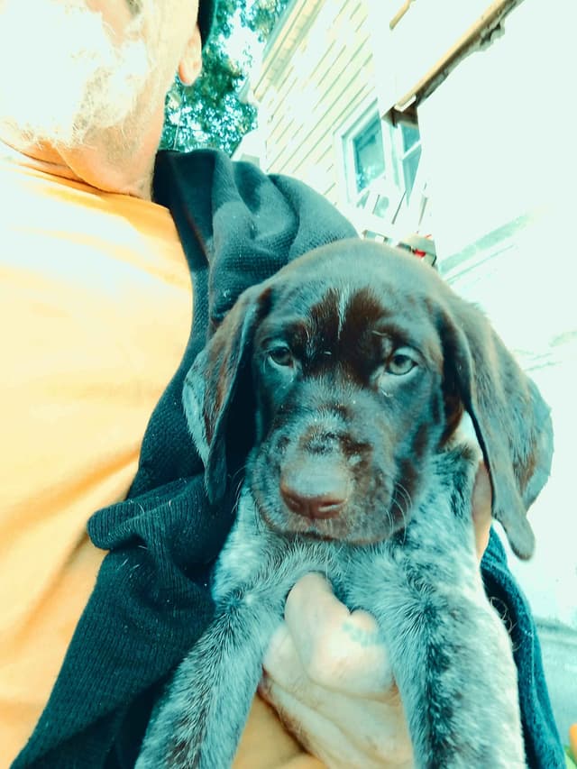 German Shorthaired Pointer Puppies  443/763/8060 media 7