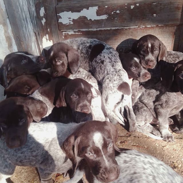German Shorthaired Pointer Puppies  443/763/8060 media 8