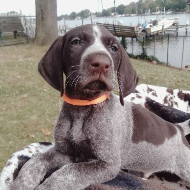 German Shorthaired Pointer Puppies  443/763/8060 media 9
