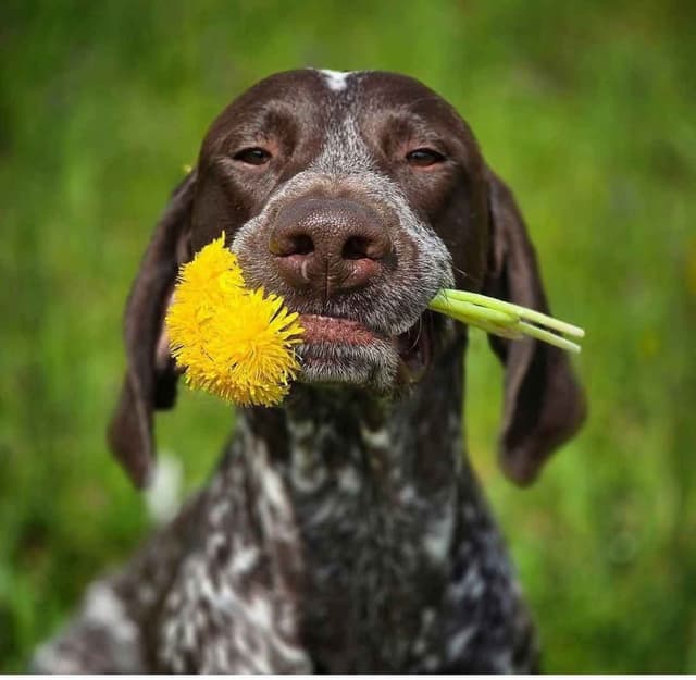 German Shorthaired Pointer Puppies  443/763/8060 media 10