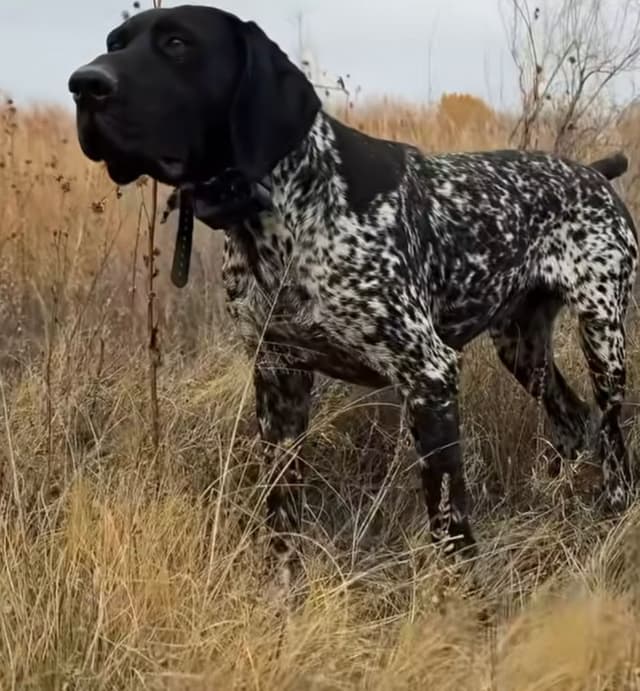 German Shorthaired Pointer Puppies  443/763/8060 media 11