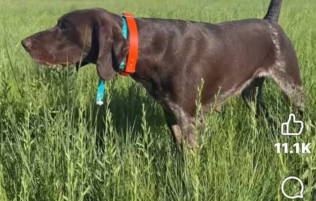 German Shorthaired Pointer Puppies  443/763/8060 media 12