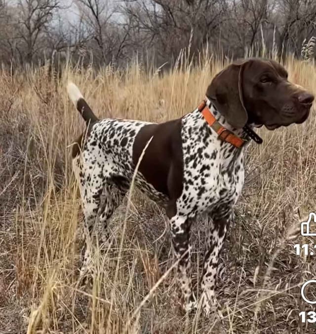 German Shorthaired Pointer Puppies  443/763/8060 media 13