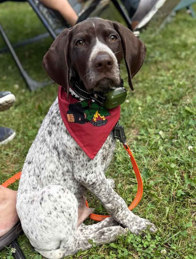 German Shorthaired Pointer Puppies  443/763/8060 media 15