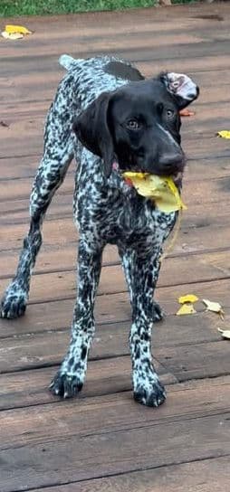 German Shorthaired Pointer Puppies  443/763/8060 media 16