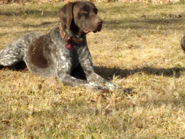 $800.00  Pointer Puppies,, ON BEAR CREEK.. 443/763/8060 media 2