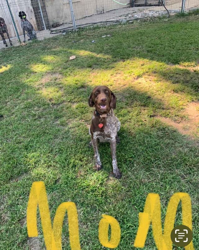 $800.00  Pointer Puppies,, ON BEAR CREEK.. 443/763/8060 media 3