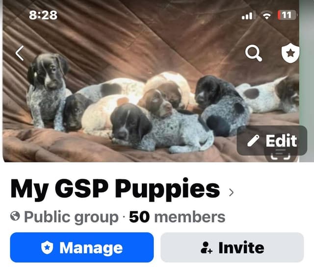 $800.00  Pointer Puppies,, ON BEAR CREEK.. 443/763/8060 media 4
