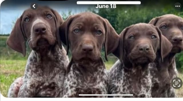 $800.00  Pointer Puppies,, ON BEAR CREEK.. 443/763/8060 media 5