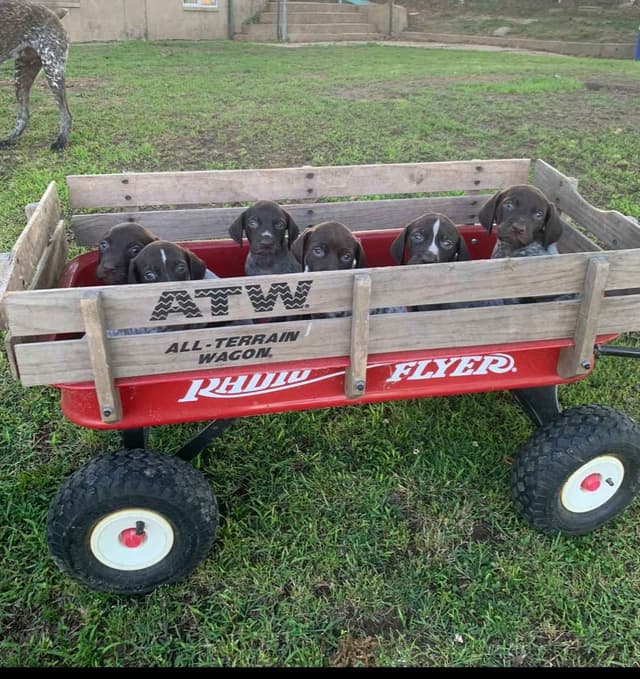 $800.00  Pointer Puppies,, ON BEAR CREEK.. 443/763/8060 media 6