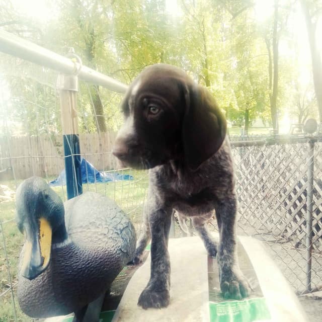 $800.00  Pointer Puppies,, ON BEAR CREEK.. 443/763/8060 media 8