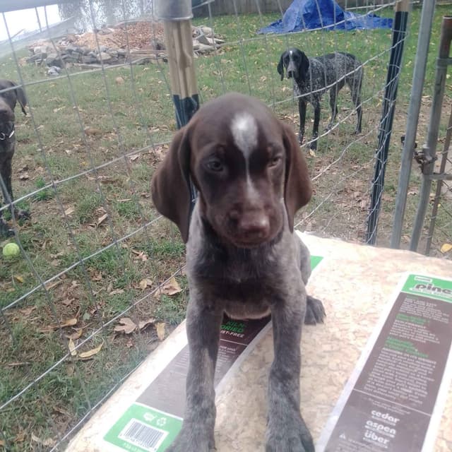 $800.00  Pointer Puppies,, ON BEAR CREEK.. 443/763/8060 media 9