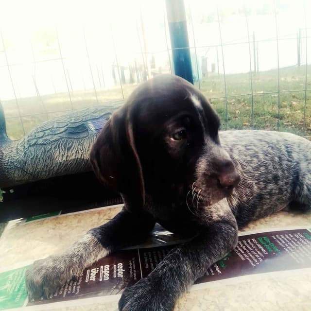 $800.00  Pointer Puppies,, ON BEAR CREEK.. 443/763/8060 media 10