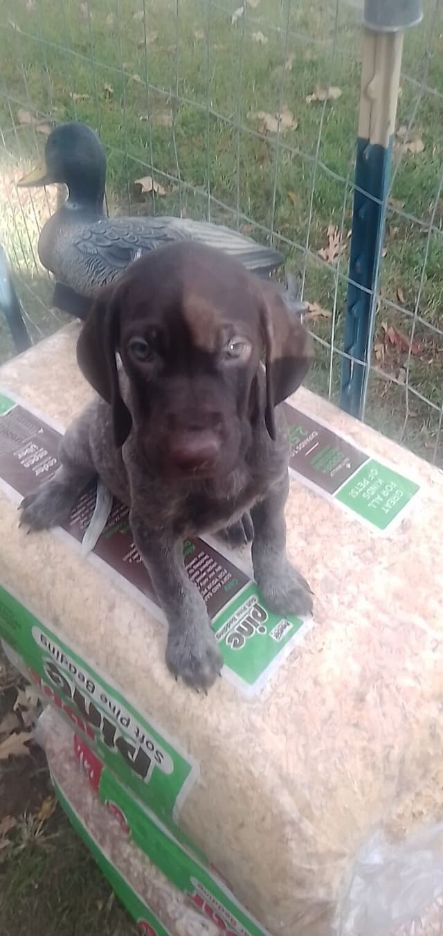 $800.00  Pointer Puppies,, ON BEAR CREEK.. 443/763/8060 media 11
