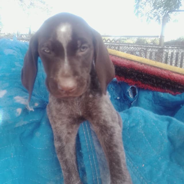 $800.00  Pointer Puppies,, ON BEAR CREEK.. 443/763/8060 media 12