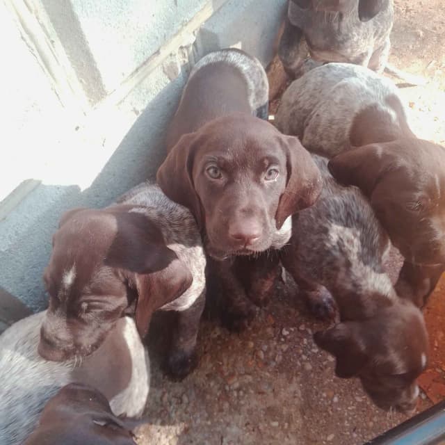 $800.00  Pointer Puppies,, ON BEAR CREEK.. 443/763/8060 media 13