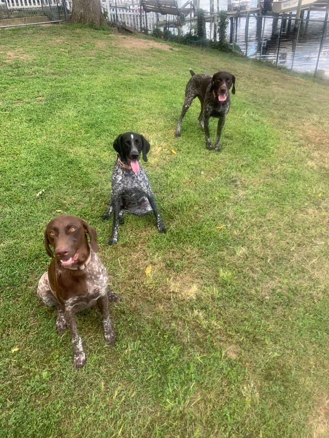 $800.00  Pointer Puppies,, ON BEAR CREEK.. 443/763/8060 media 14
