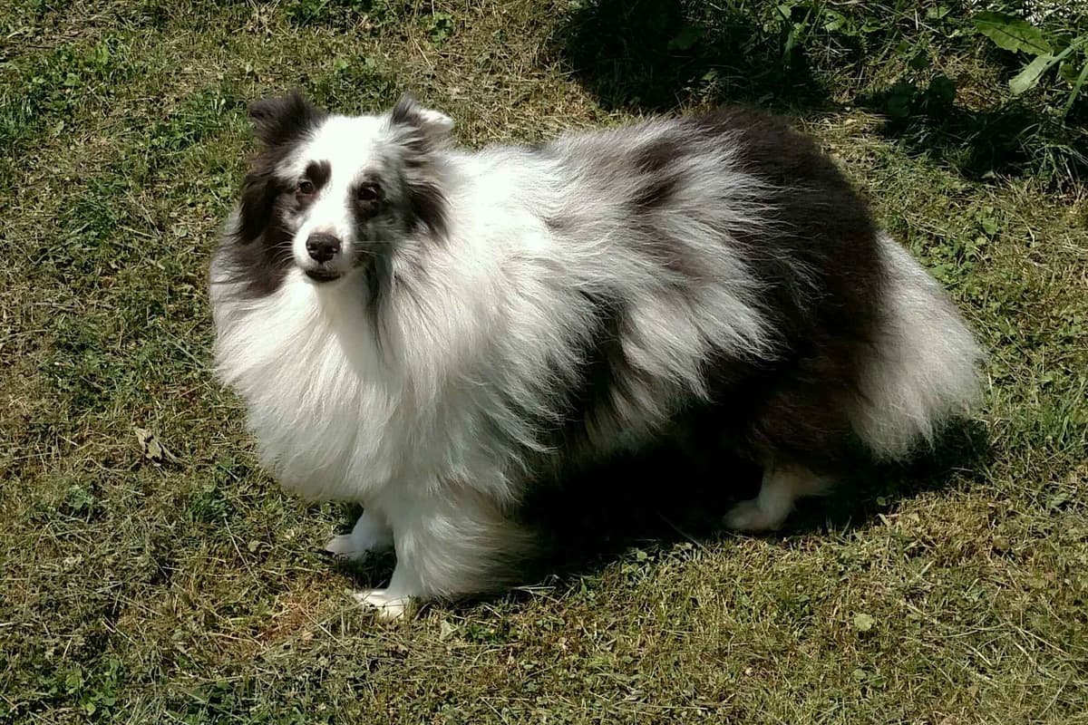 CH Bloodline Shetland Sheepdog Puppies breeder image 8