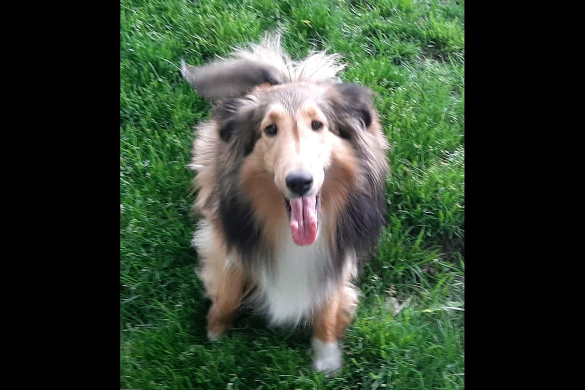 CH Bloodline Shetland Sheepdog Puppies breeder image 9