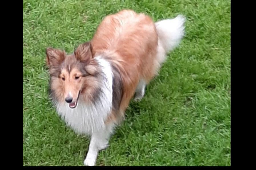 CH Bloodline Shetland Sheepdog Puppies breeder image 10