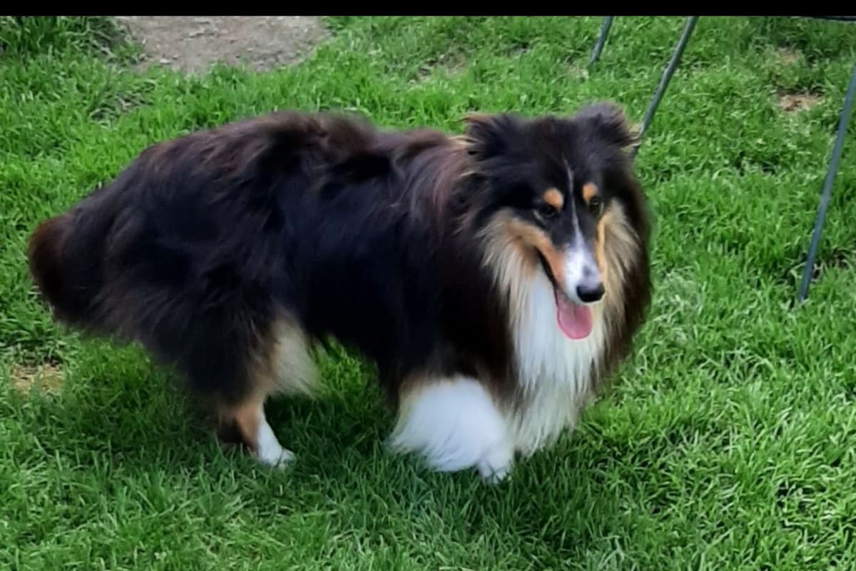CH Bloodline Shetland Sheepdog Puppies breeder image 11