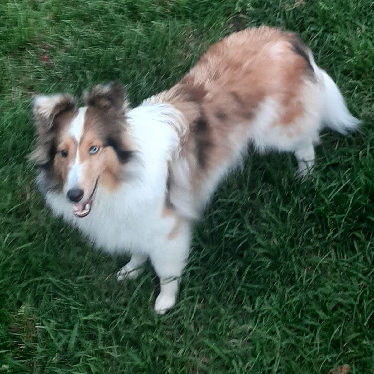 CH Bloodline Shetland Sheepdog Puppies breeder image 12