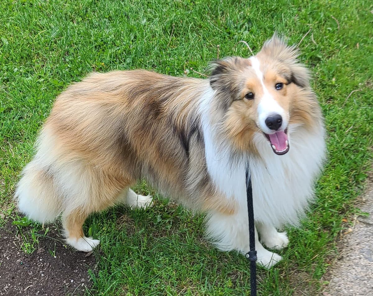 CH Bloodline Shetland Sheepdog Puppies breeder image 1