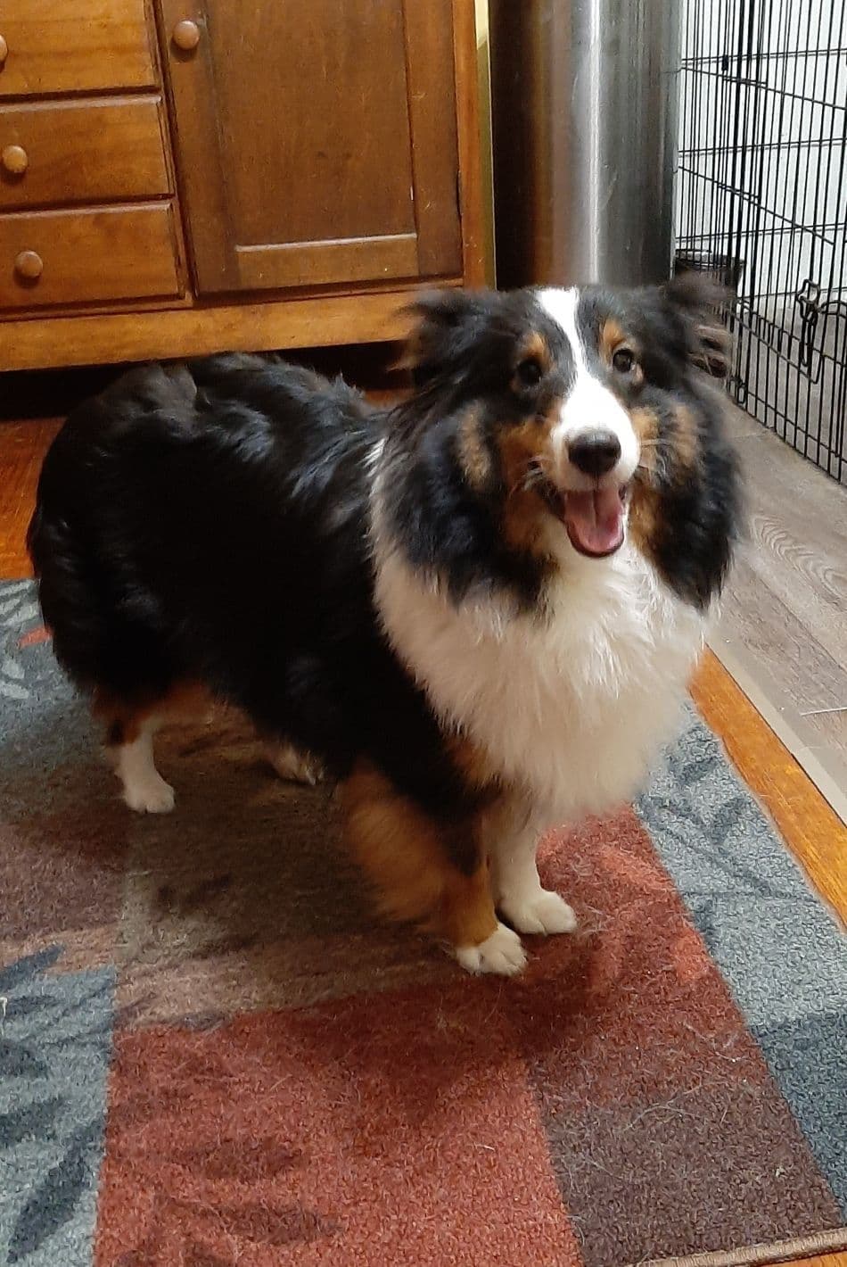 CH Bloodline Shetland Sheepdog Puppies breeder image 13