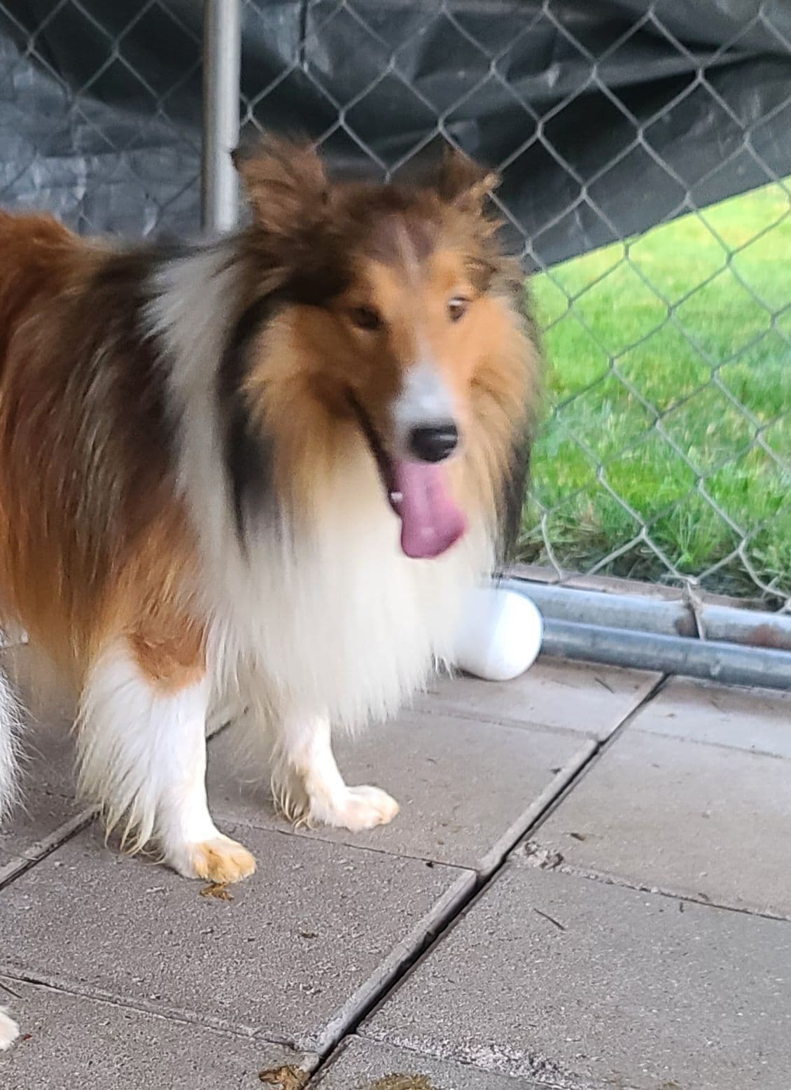 CH Bloodline Shetland Sheepdog Puppies breeder image 14