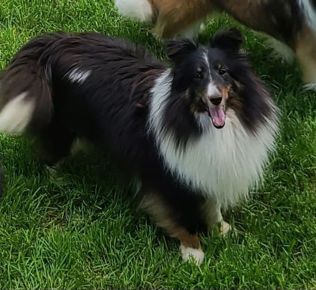 CH Bloodline Shetland Sheepdog Puppies breeder image 15