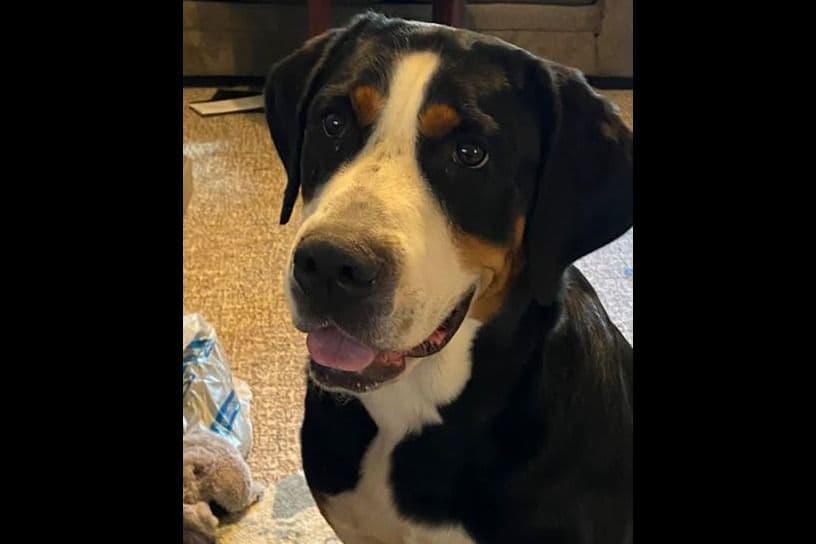 Greater Swiss Mountain Dog Puppies breeder image 2