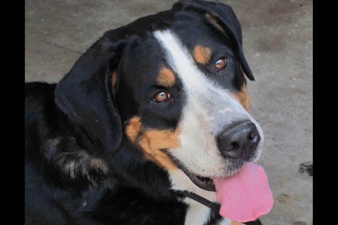 Greater Swiss Mountain Dog Puppies breeder image 3
