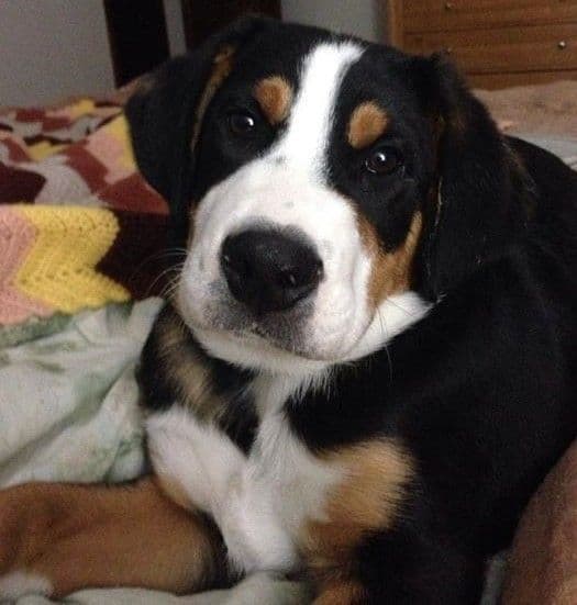 Greater Swiss Mountain Dog Puppies breeder image 4