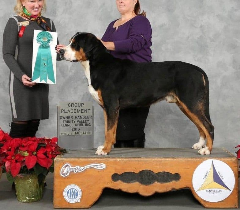 Greater Swiss Mountain Dog Puppies breeder image 1