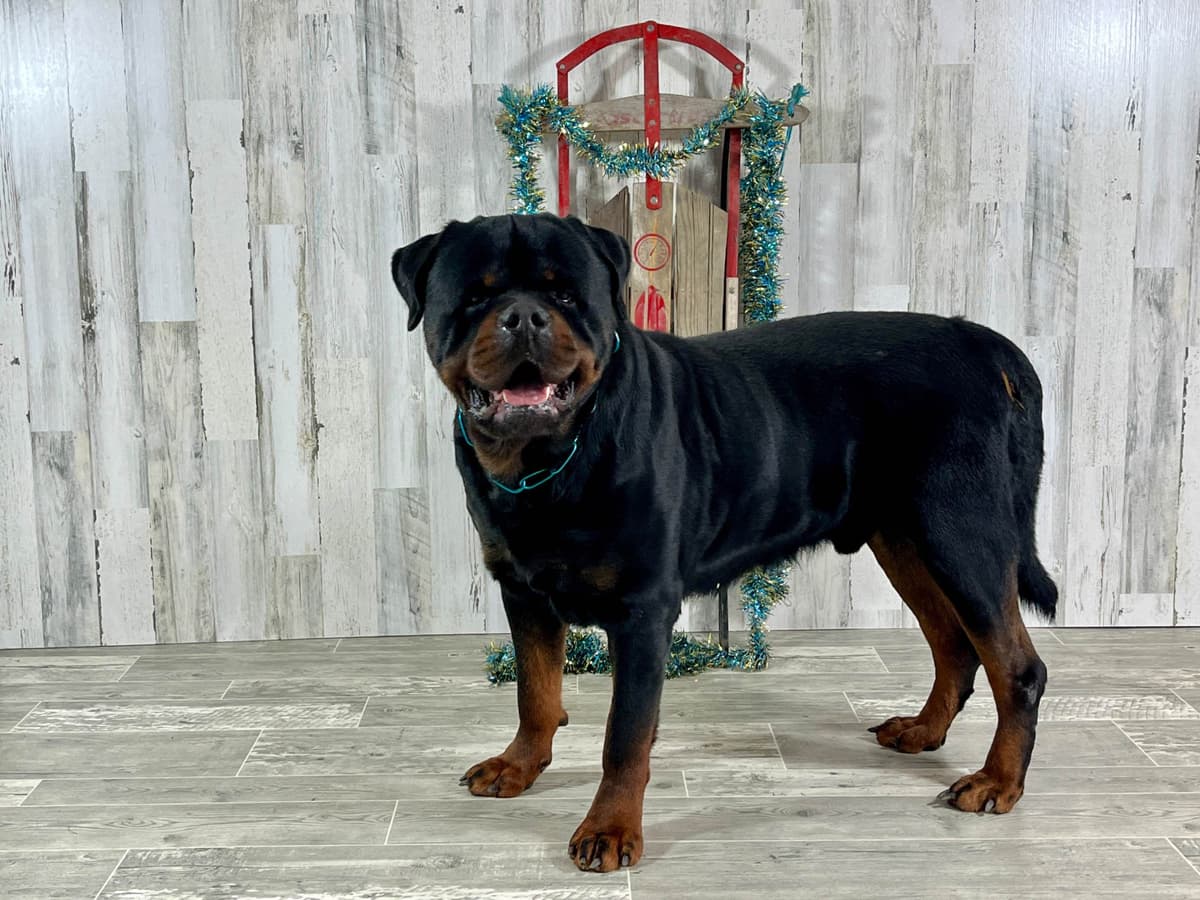 Rottweiler Puppies 217-273-5480 breeder image 1